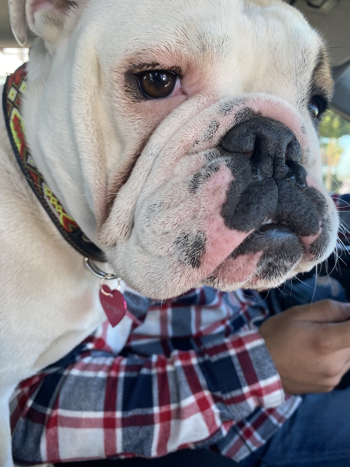 Dr.Vet Pet Emergency