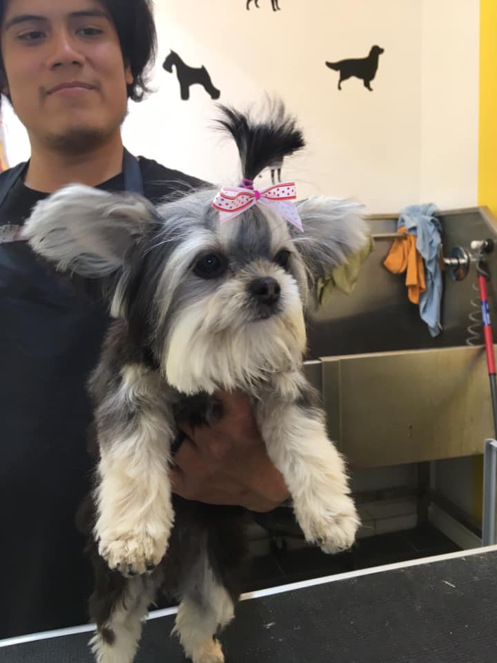Dr.Vet Pet Emergency — foto 2