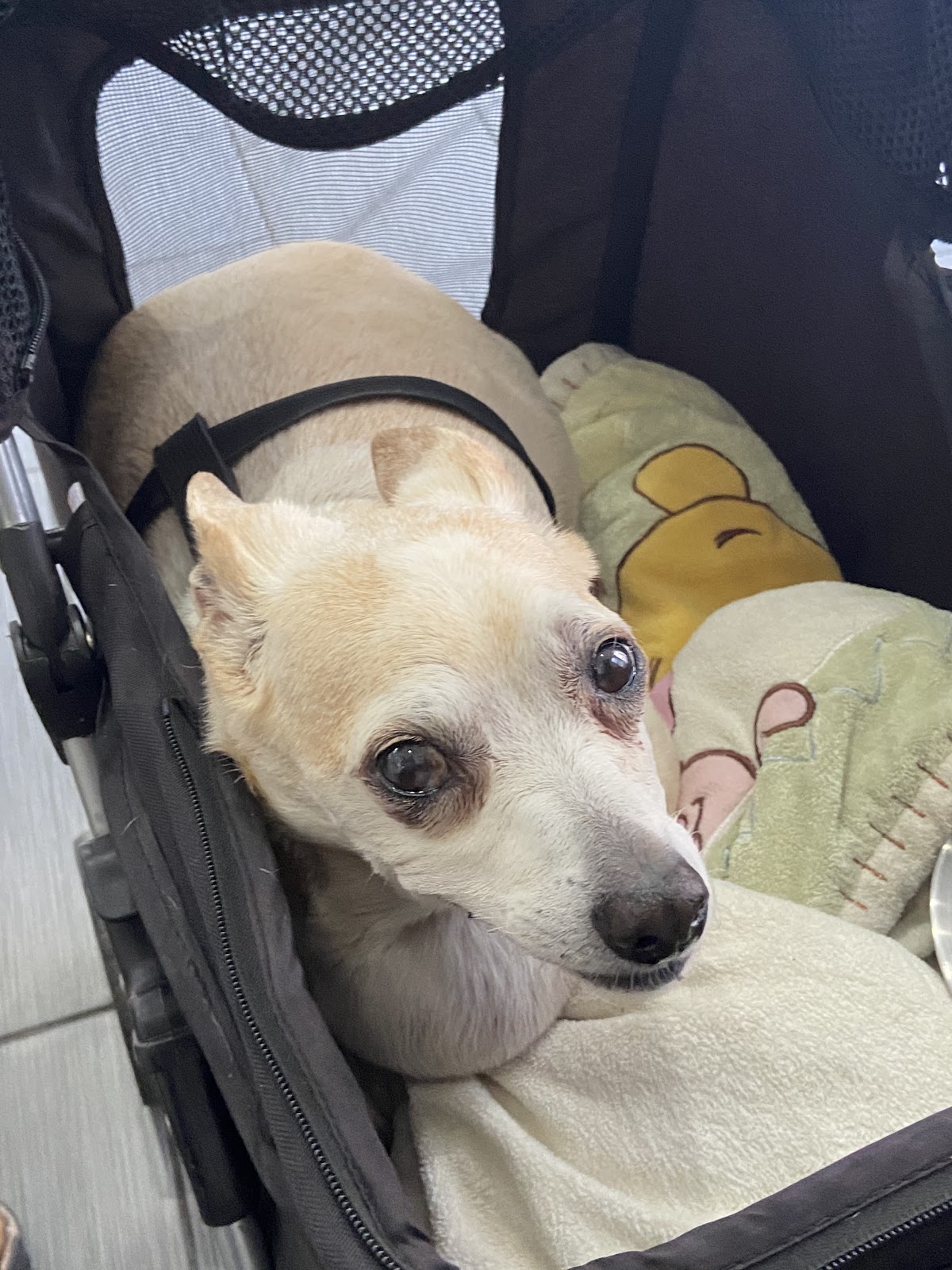 Dr.Vet Pet Emergency — foto 3