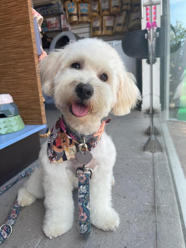 Clínica Veterinaria Cancún — foto 4