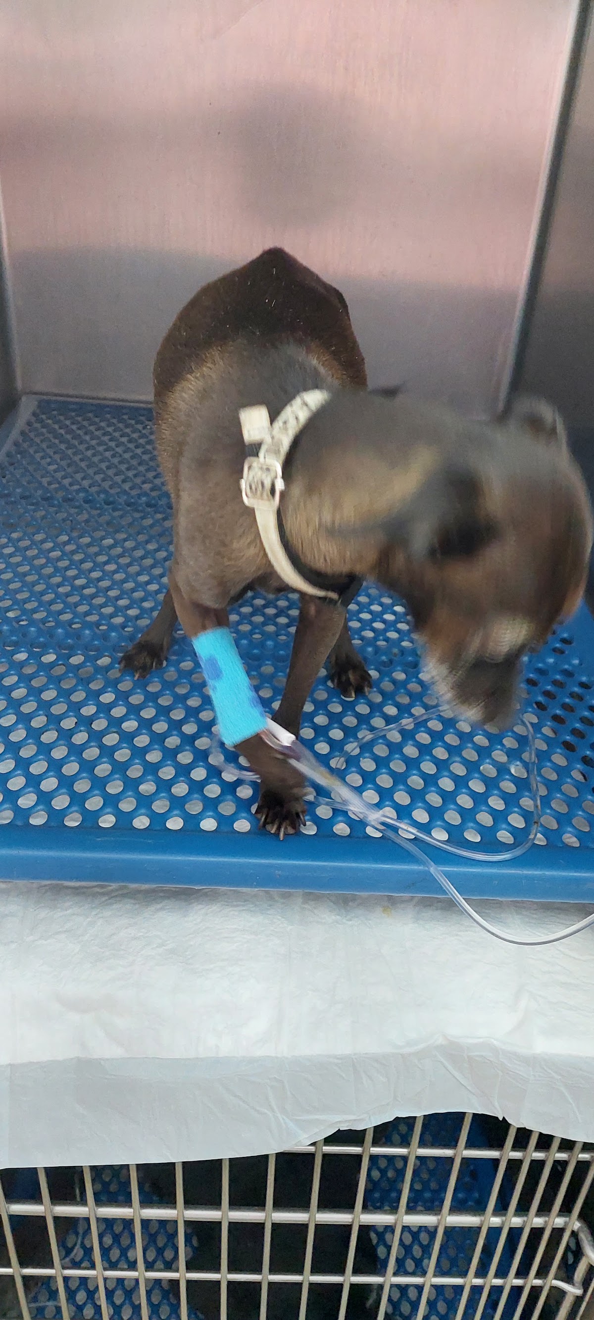 Hospital Veterinario Querétaro — foto 2