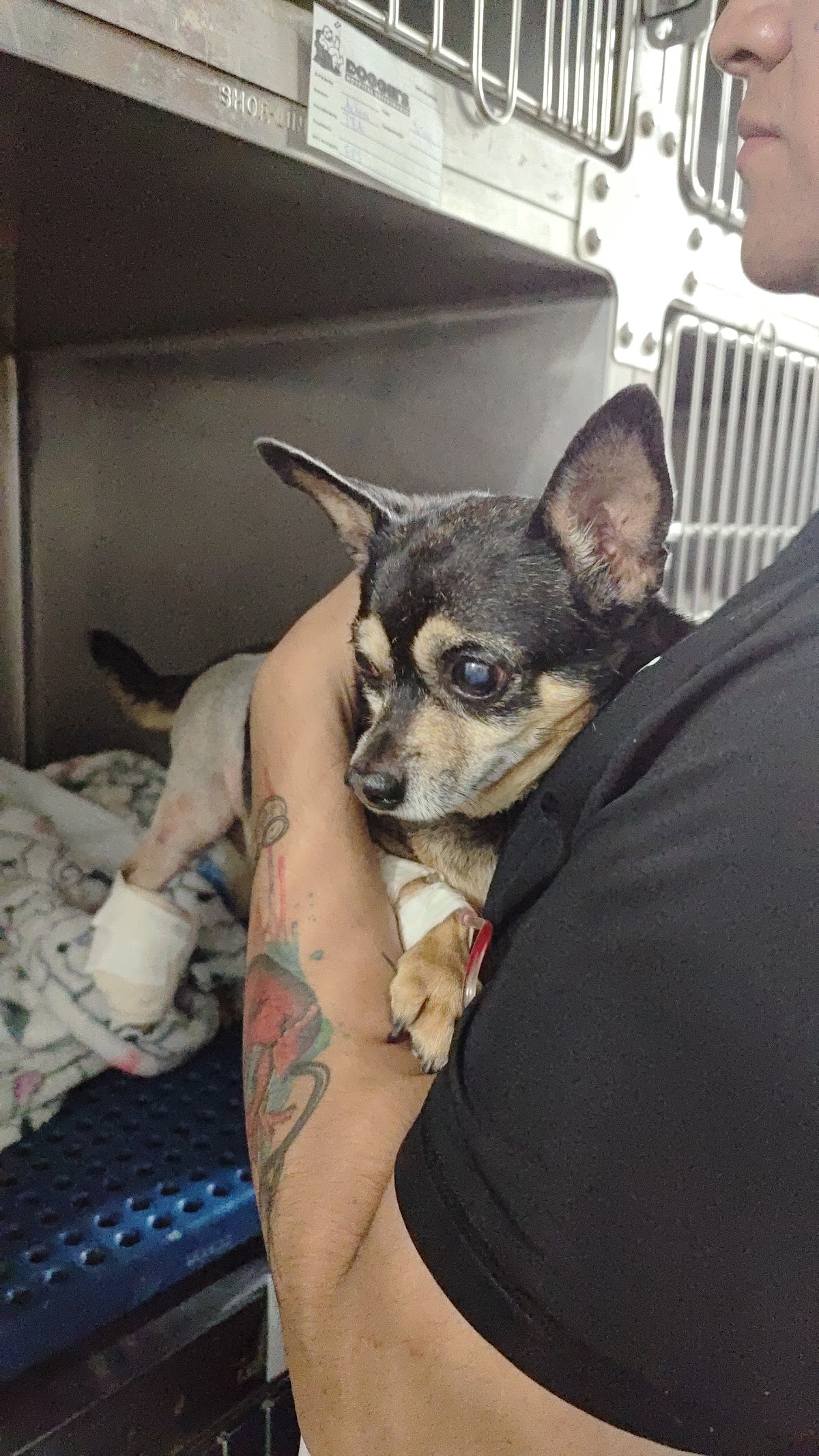DOGGIE'S HOSPITAL VETERINARIO — foto 4