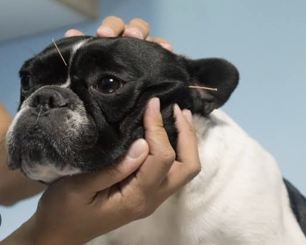 KARVET Centro Holístico Veterinario — foto 3