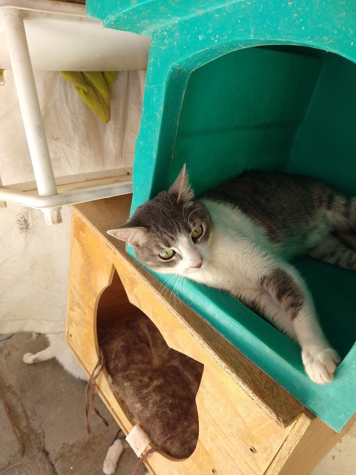 KARVET Centro Holístico Veterinario — foto 4