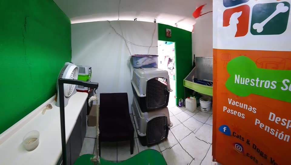 Cats & Dogs veterinaria spa — foto 3