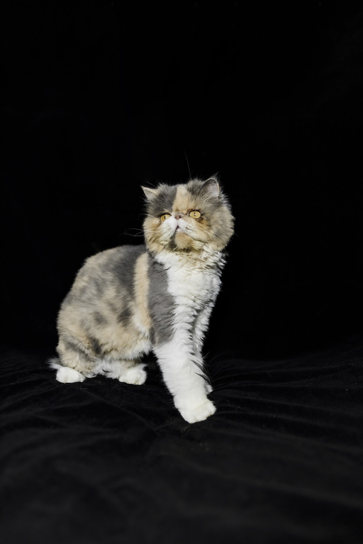 Villa Michis Clínica Exclusiva de Gatos