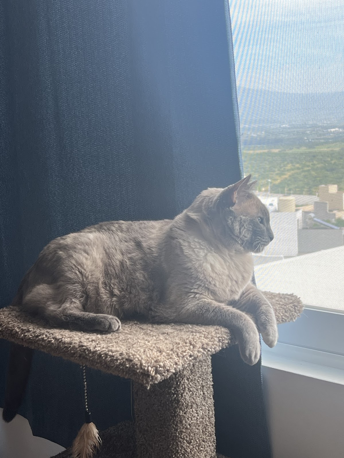 Villa Michis Clínica Exclusiva de Gatos — foto 4