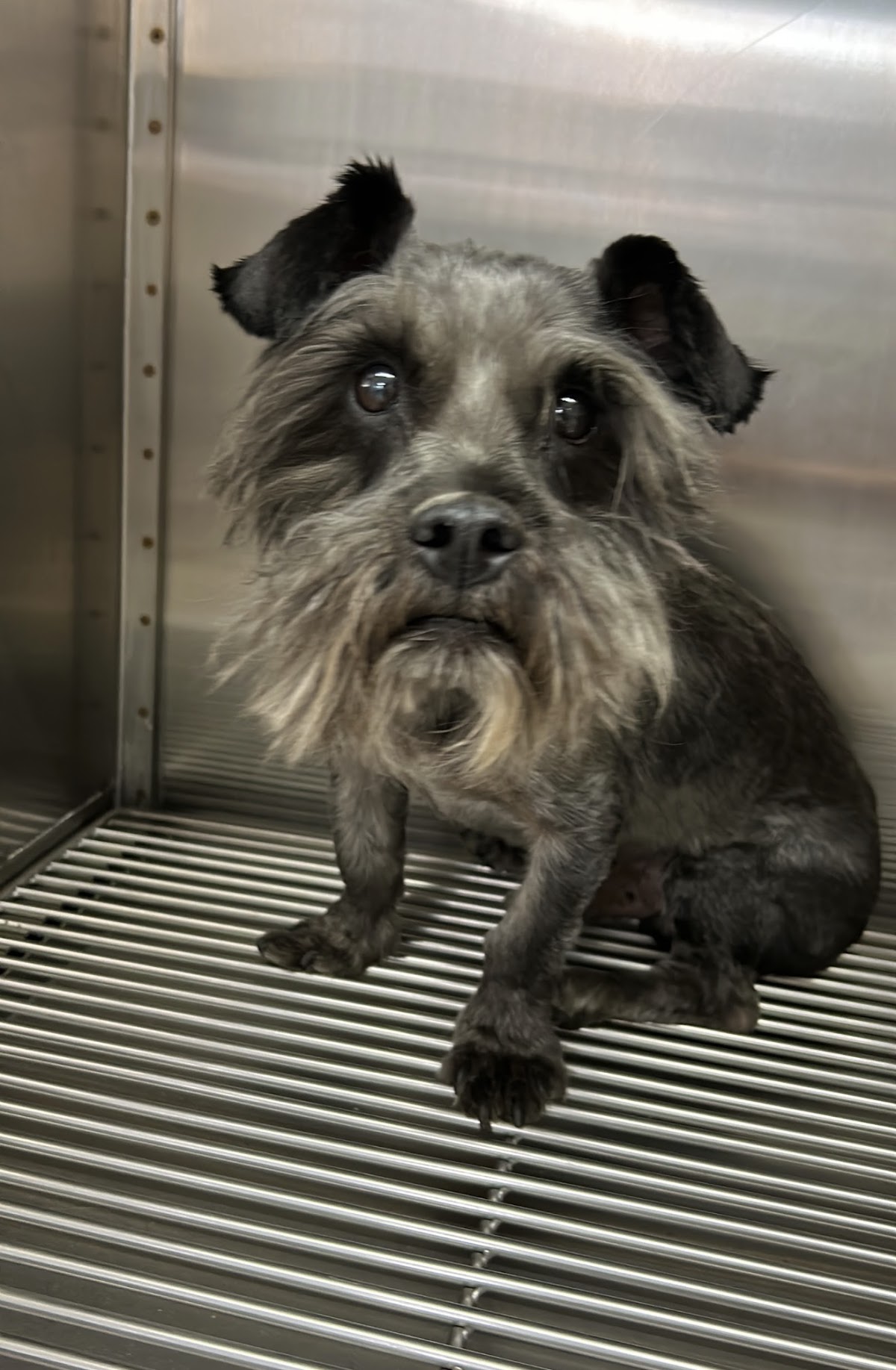 Hospital Veterinario Querétaro 24 hrs