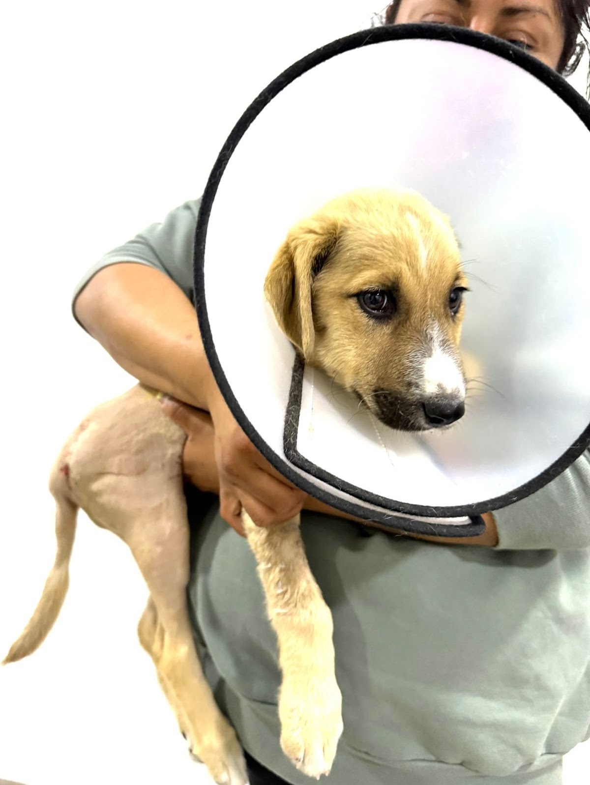 Hospital Veterinario Querétaro 24 hrs — foto 2