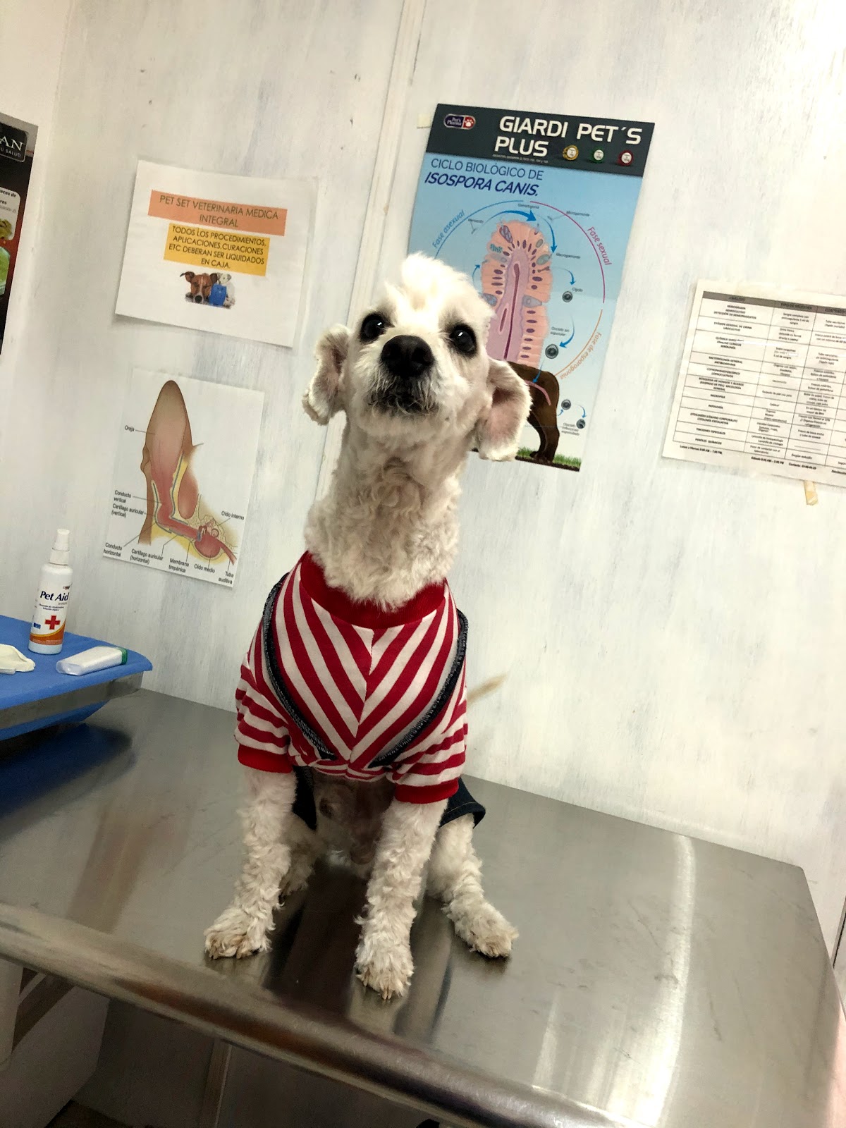 Pet Set Veterinaria Medica Integral — foto 2