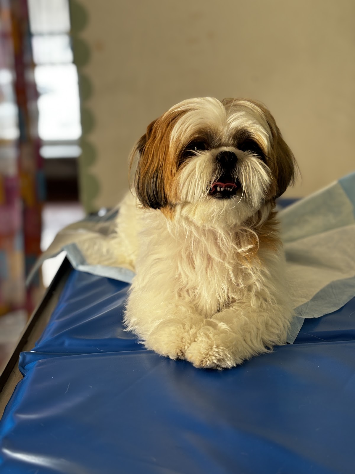 Pet Set Veterinaria Medica Integral — foto 4