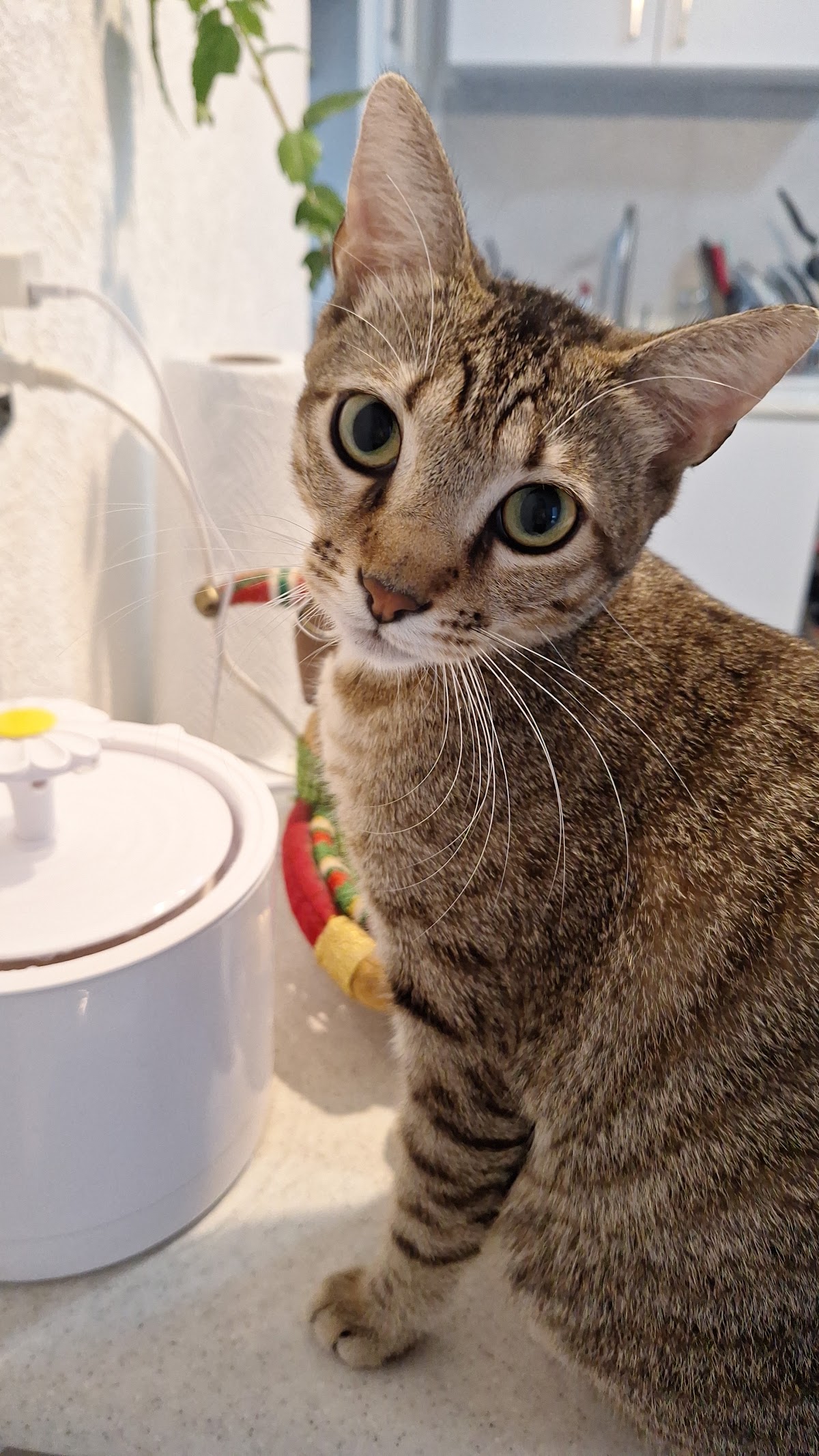 VET CEC (Centro de esterilizaciónes Cancún)