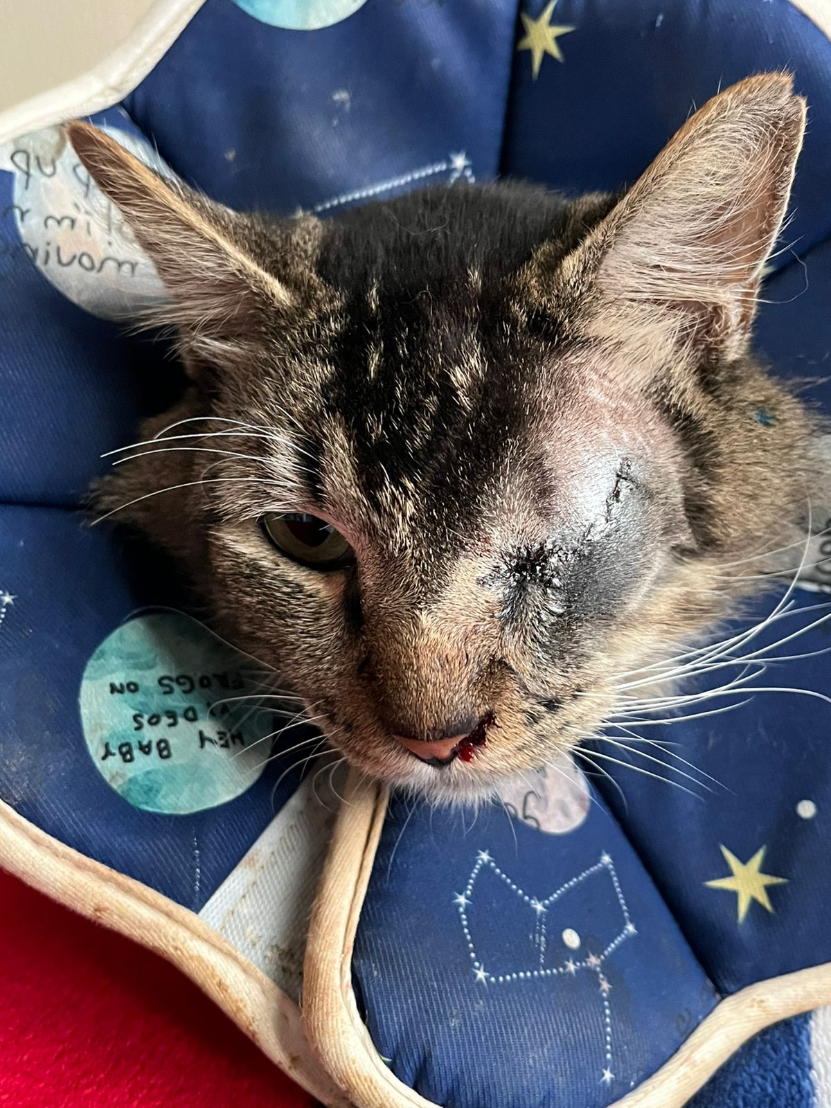VET CEC (Centro de esterilizaciónes Cancún) — foto 2