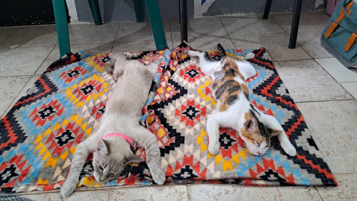 VET CEC (Centro de esterilizaciónes Cancún) — foto 3