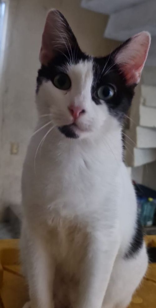 VET CEC (Centro de esterilizaciónes Cancún) — foto 4