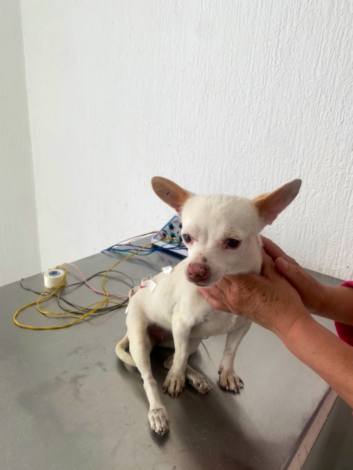 Vet Care Movil — foto 2