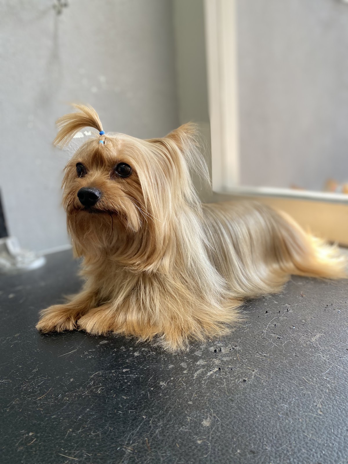 Clinica Veterinaria Harpa — foto 3