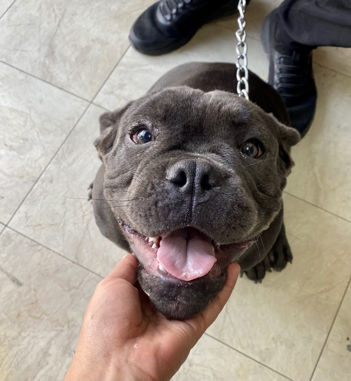 Clinica Veterinaria Harpa — foto 4