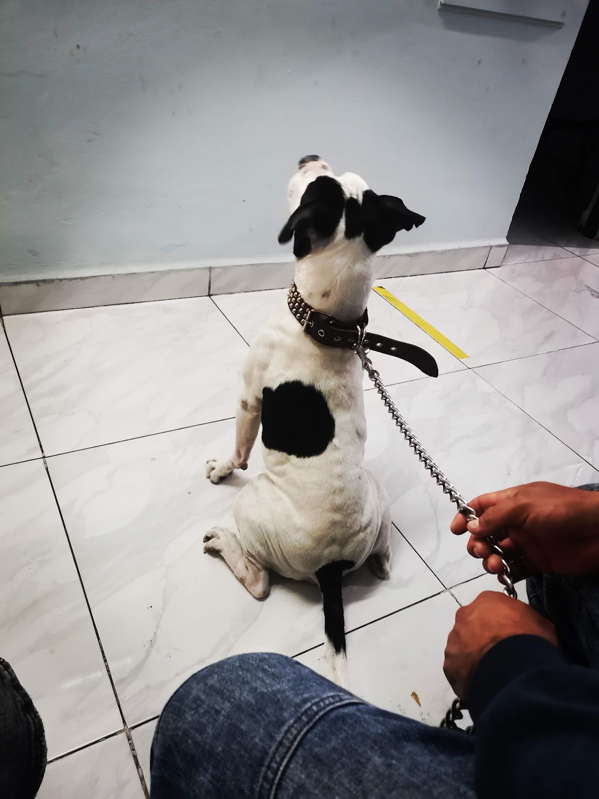 HOSPITAL VETERINARIO DR.SERNA — foto 2