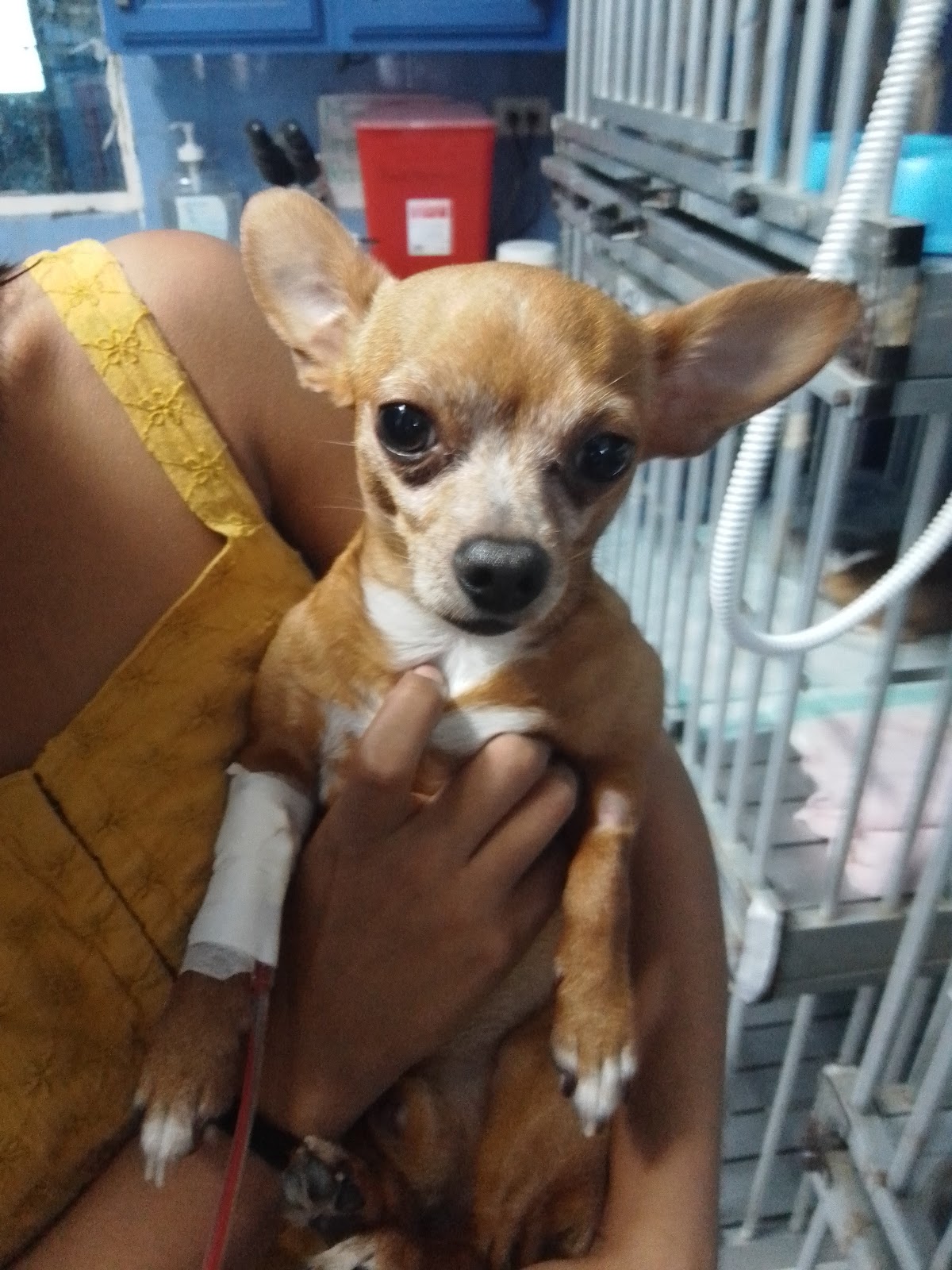 HOSPITAL VETERINARIO DR.SERNA — foto 3