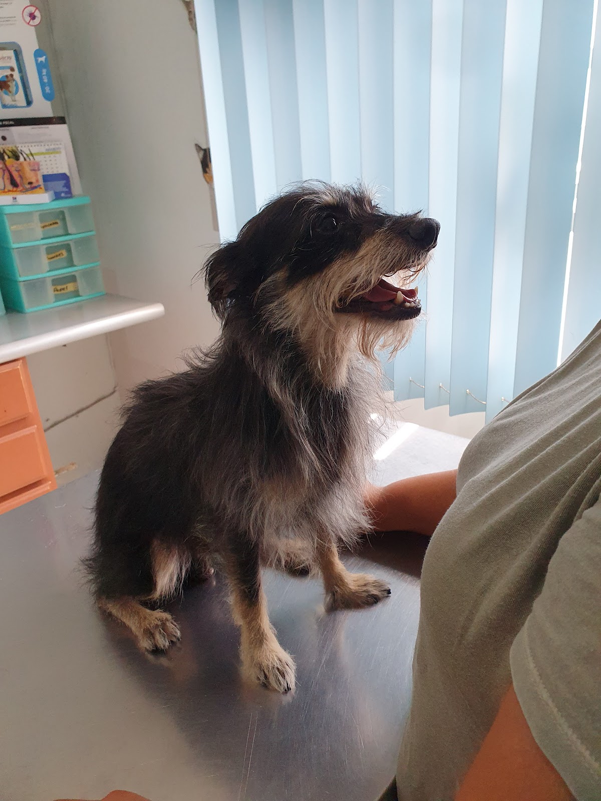 HOSPITAL VETERINARIO DR.SERNA — foto 4