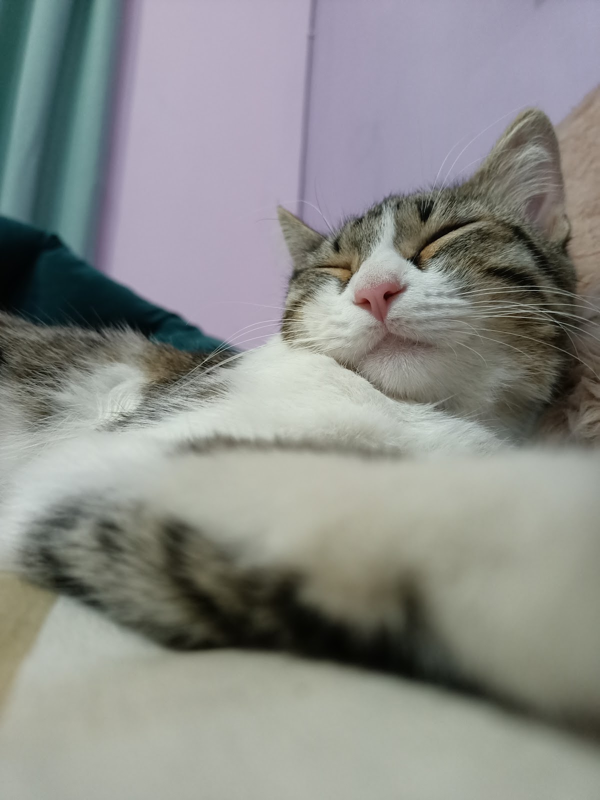 Consultorio Veterinario Dr. Álvarez — foto 2