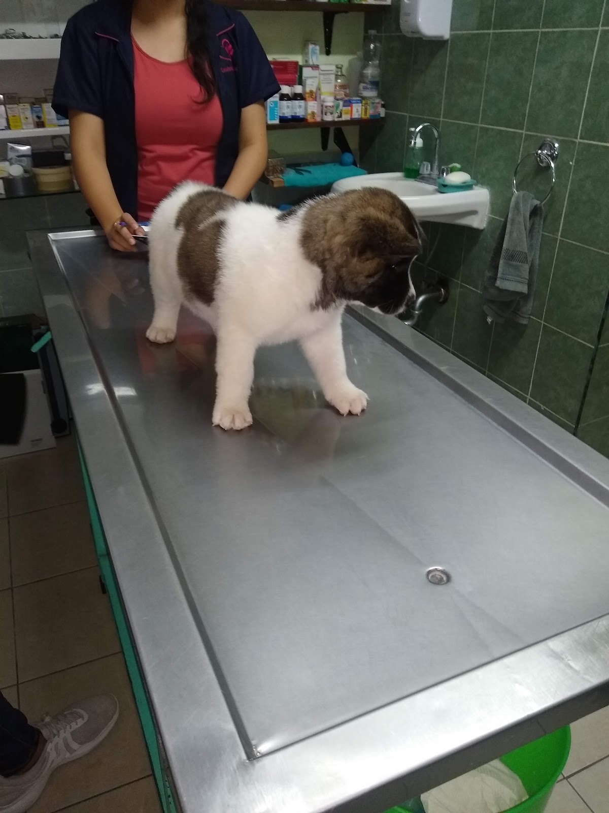 Consultorio Veterinario Dr. Álvarez — foto 4