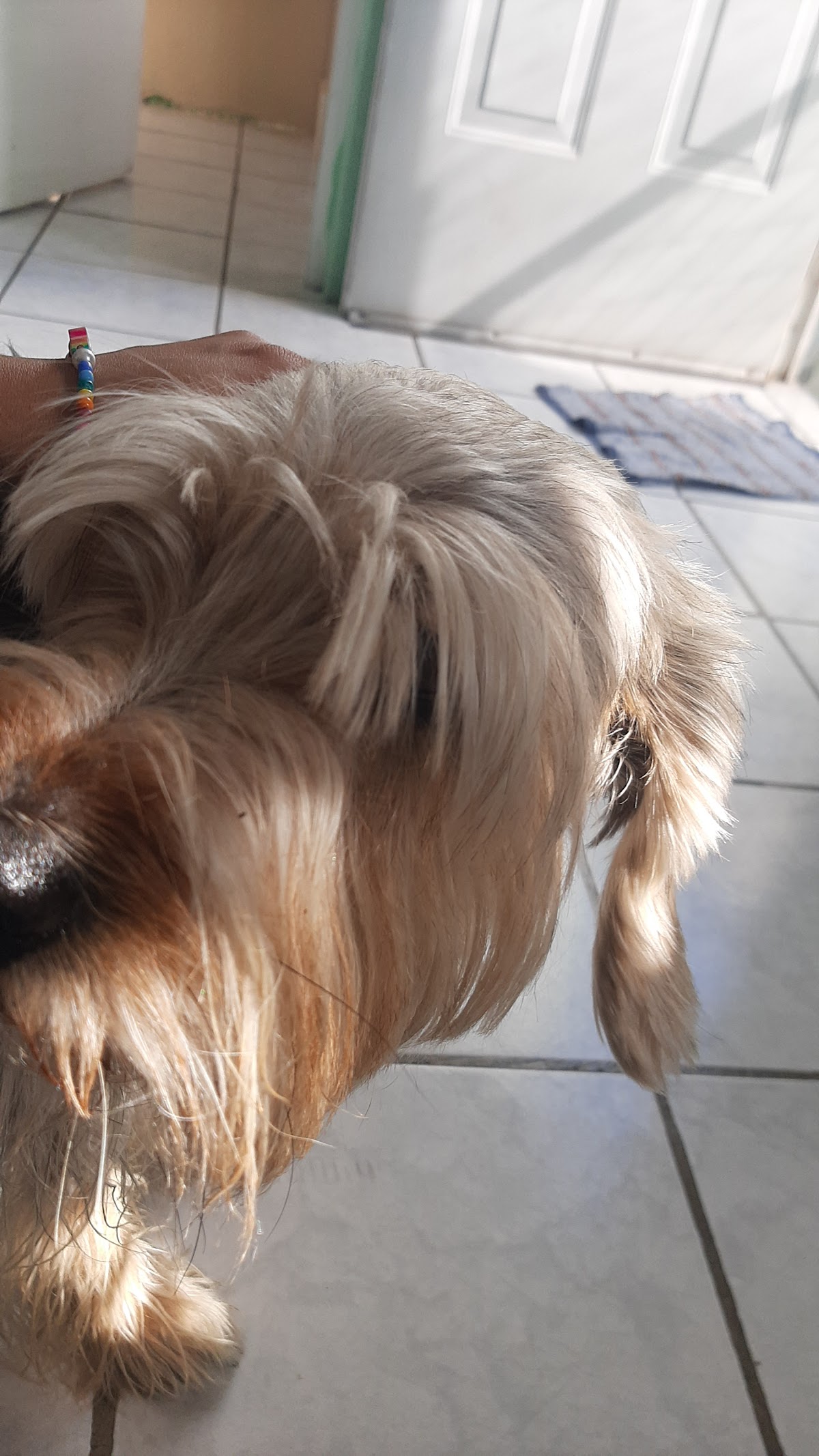 Clínica Veterinaria Pequeñas Servicio Especializado — foto 4