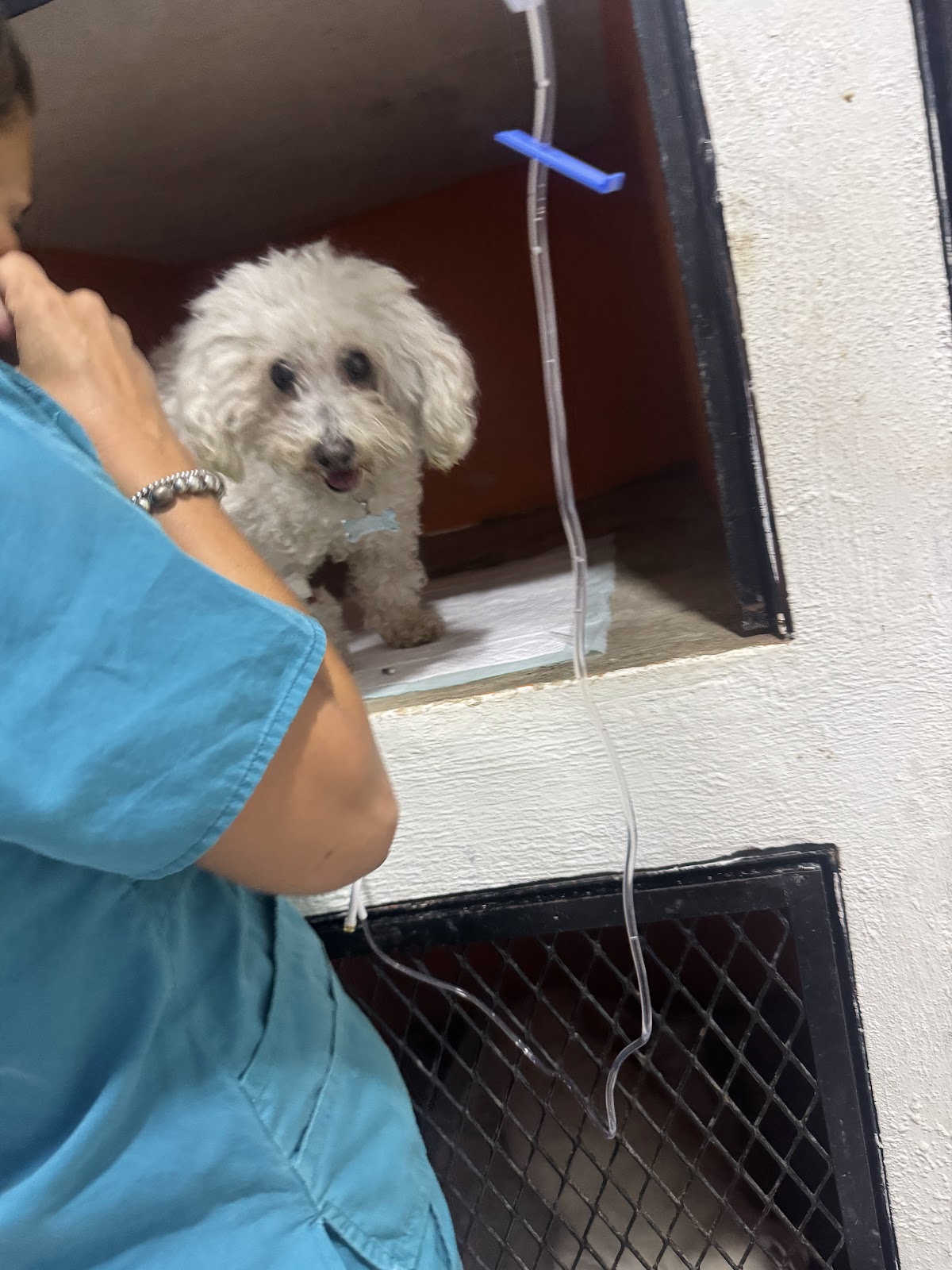 Animalisimo Veterinaria