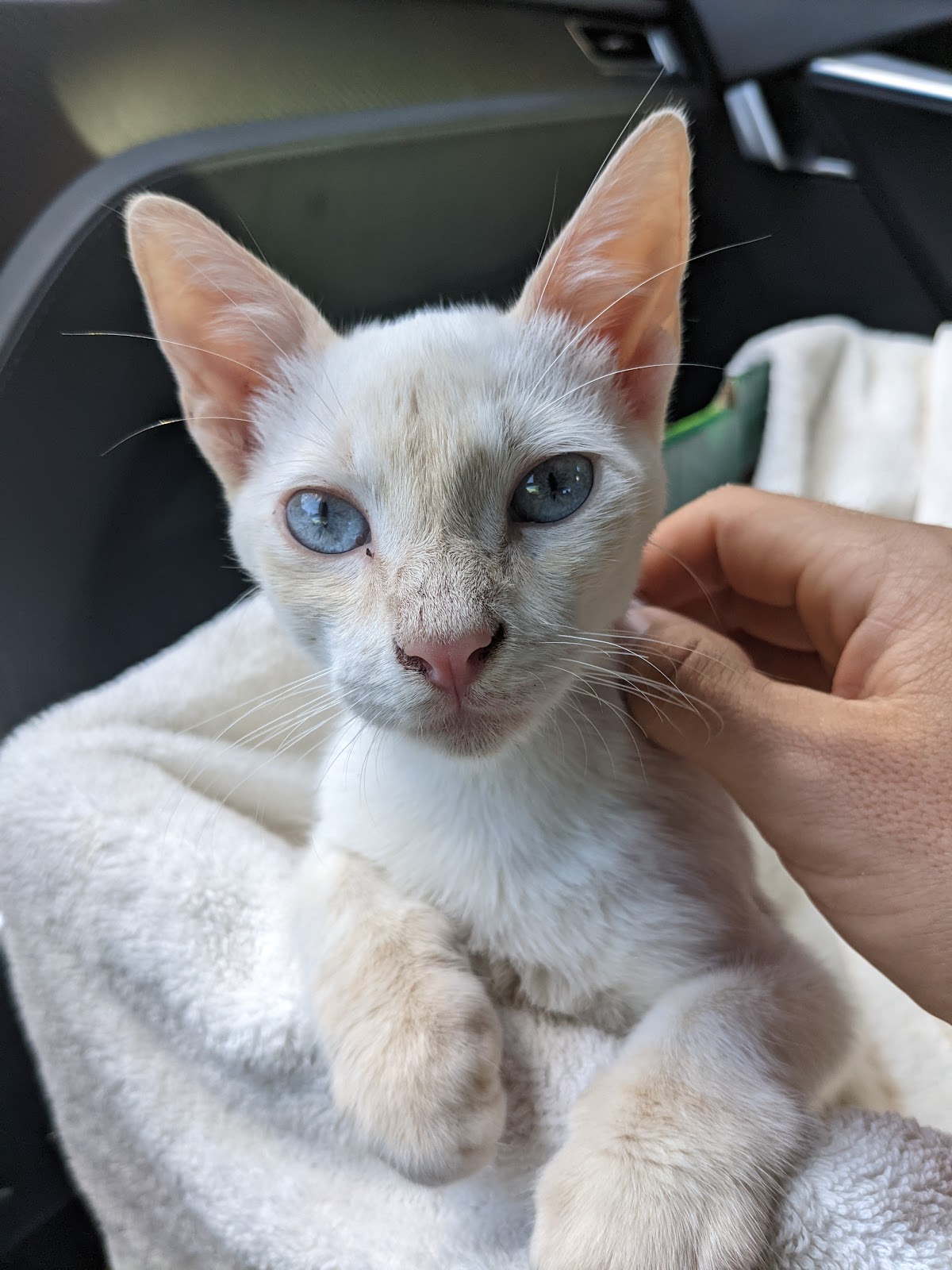 Animalisimo Veterinaria — foto 3